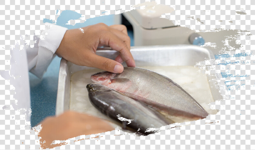 Oie Aquatic  HD Png DownloadTransparent PNG