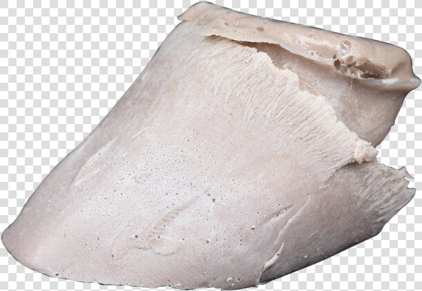Foal Hoof Cast 2  HD Png DownloadTransparent PNG
