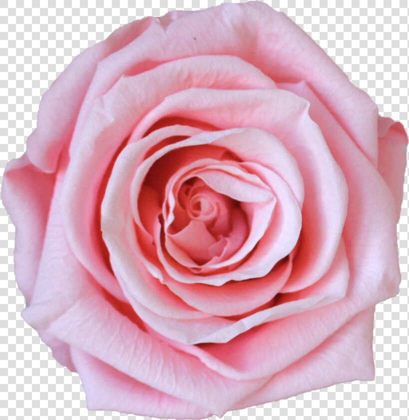 Single Rose Votive   Floribunda  HD Png DownloadTransparent PNG