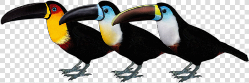 Zt2 Toucan   Png Download   Zt2 Toucan  Transparent PngTransparent PNG