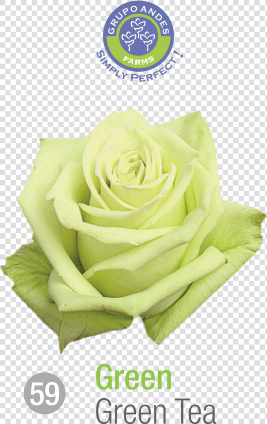 Rosa Variedad Green Tea  HD Png DownloadTransparent PNG