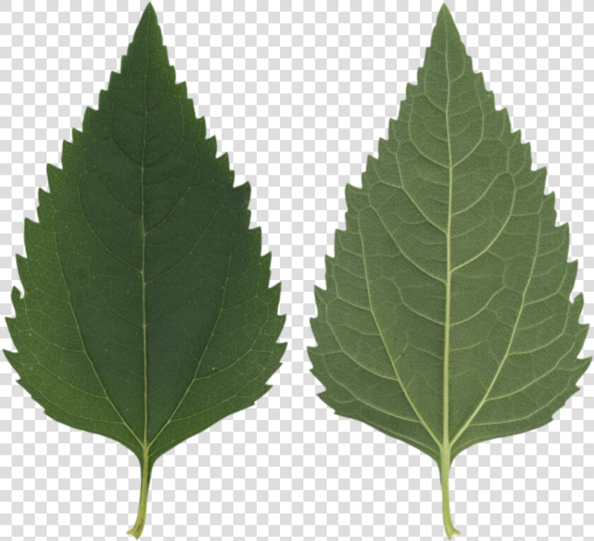 Transparent Leaf Texture Png   Birch Tree Leaf Texture  Png DownloadTransparent PNG