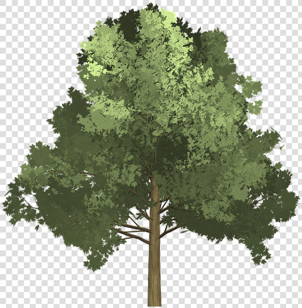  arbol  naturaleza  verde  paisaje  zeezii88  zeezii88   Tree Illustration Png  Transparent PngTransparent PNG