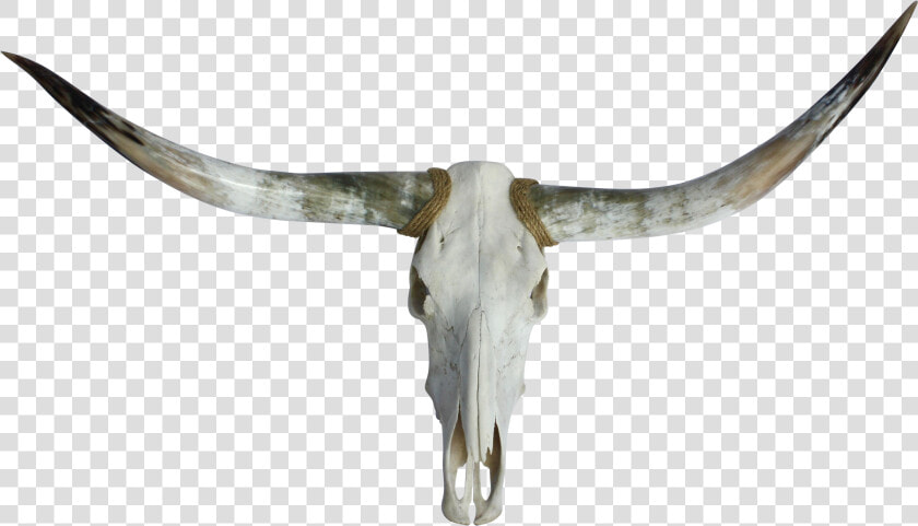Texas Chairish Skull    Skull  HD Png DownloadTransparent PNG