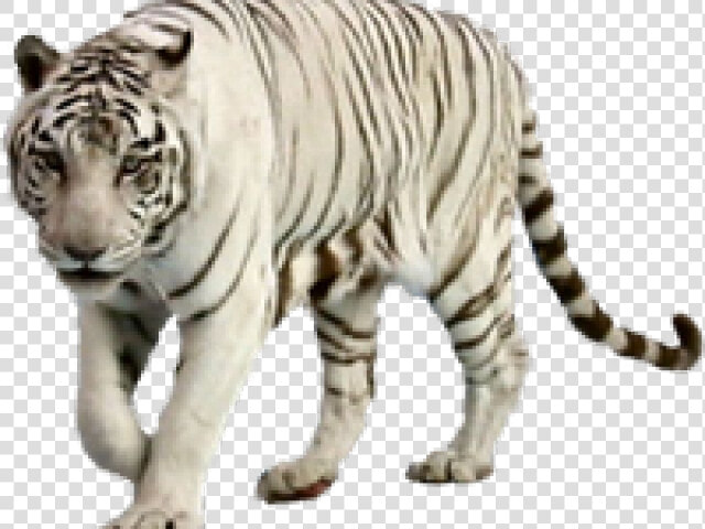 White Tiger Clipart Graffiti   Transparent White Tiger Png  Png DownloadTransparent PNG