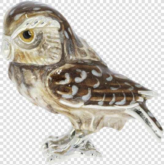 Screech Owl  HD Png DownloadTransparent PNG