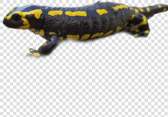 Salamander Freetoedit  HD Png DownloadTransparent PNG