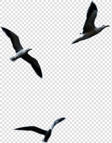  ftestickers  seagull  flying   Gaviotas En Cielo  HD Png DownloadTransparent PNG