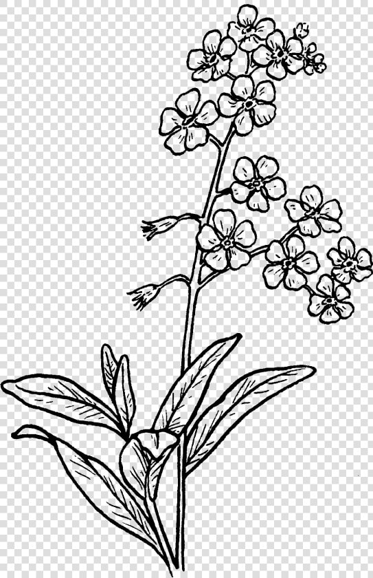 Forget Me Not Drawing At Getdrawings   Forget Me Not Flowers To Drawing  HD Png DownloadTransparent PNG