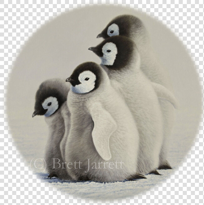 Emperor Penguin Png  Transparent PngTransparent PNG