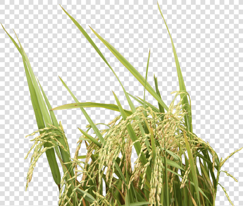 Rice Plant Transparent Background   Png Download   Rice Plant No Background  Png DownloadTransparent PNG