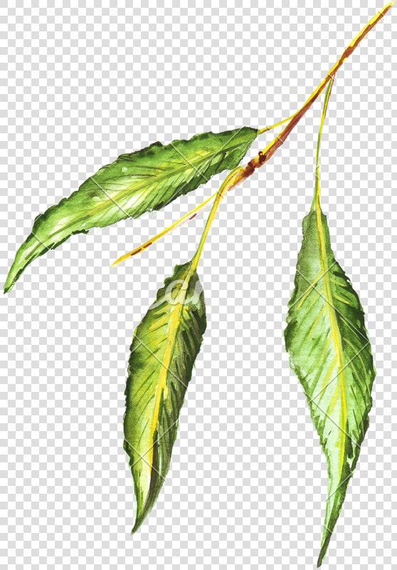 Bud Drawing Hop Transparent Png Clipart Free Download   Green Leaf Drawing Colored  Png DownloadTransparent PNG