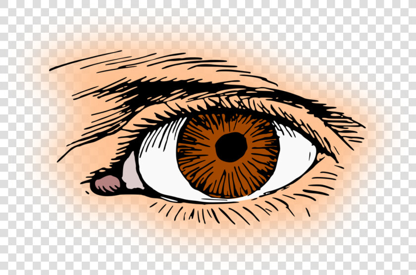 Human Eye Png   Eye Clip Art  Transparent PngTransparent PNG