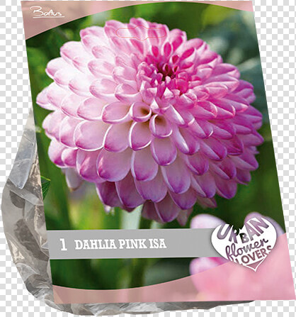 Dahlia Flower Png  Transparent PngTransparent PNG