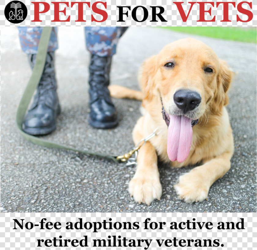 Veterans   Service Dogs And Veterans  HD Png DownloadTransparent PNG