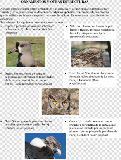 Docx   Osprey   Eastern Screech Owl  HD Png DownloadTransparent PNG