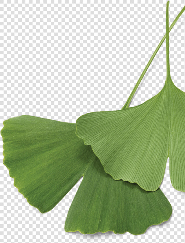 Maidenhair Tree  HD Png DownloadTransparent PNG