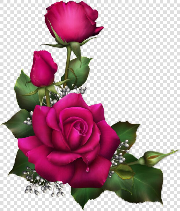 Rosa Para Sublimar  HD Png DownloadTransparent PNG