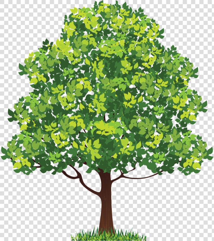 Neem Tree Clip Art   Neem Tree Clipart  HD Png DownloadTransparent PNG