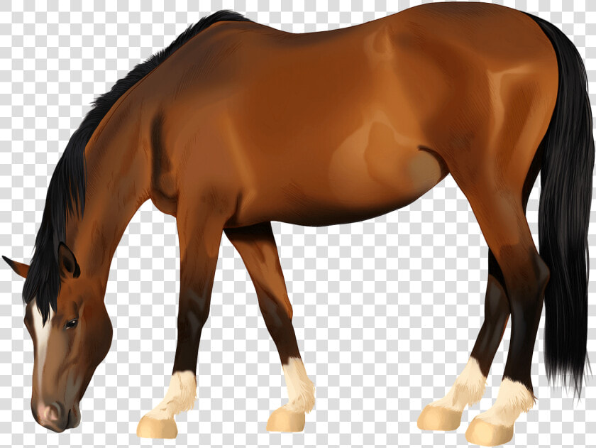 Sorrel  HD Png DownloadTransparent PNG