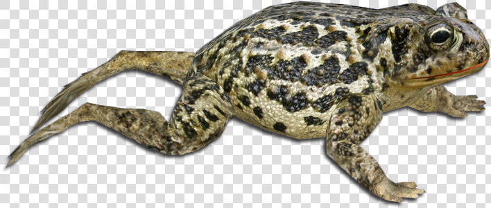Eastern Spadefoot  HD Png DownloadTransparent PNG