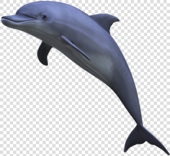 Dolphin Jumping Png   Aesthetic Dolphin Png  Transparent PngTransparent PNG