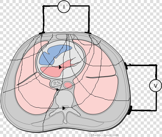Chest Cross Section With Eit Electrodes   Cross Section Chest Human  HD Png DownloadTransparent PNG