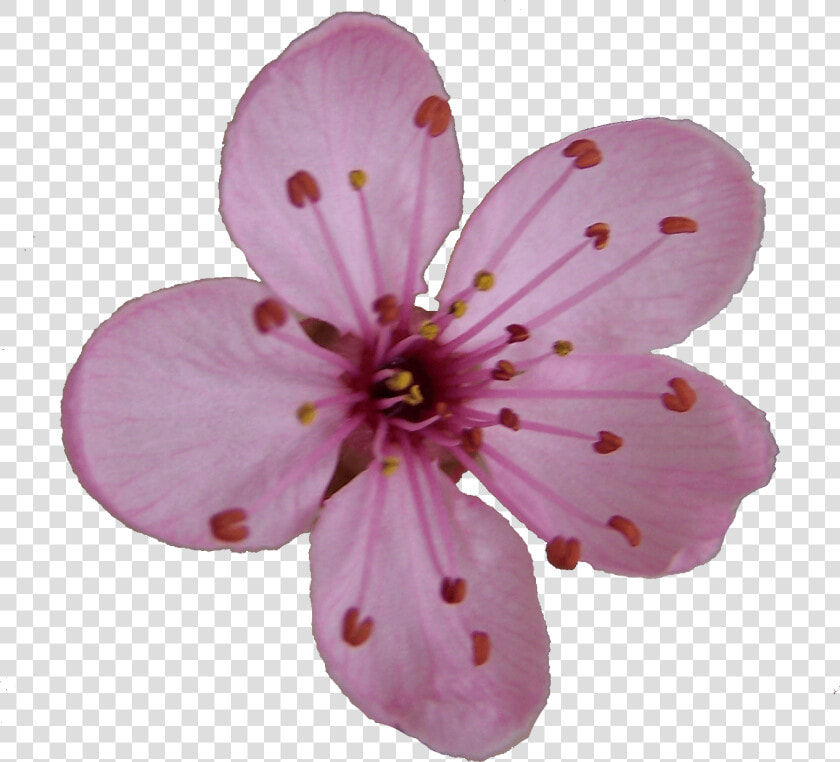 Flower Blossom Clipart   Cherry Blossom Single Flower  HD Png DownloadTransparent PNG