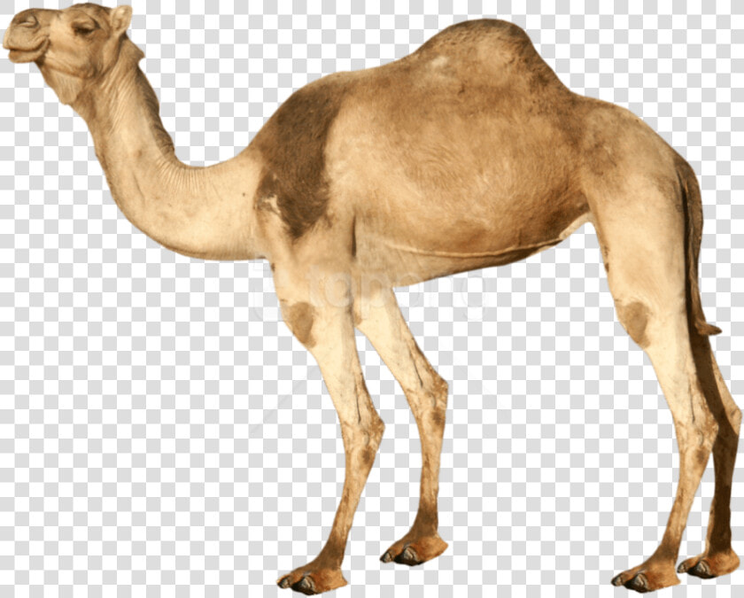 Download Camel Png Images Background   Transparent Background Camel Png  Png DownloadTransparent PNG