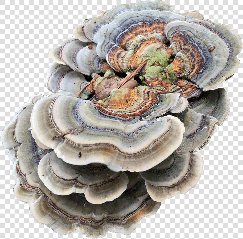Turkey Tail Plug Spawn   Turkey Tail Mushroom Png  Transparent PngTransparent PNG