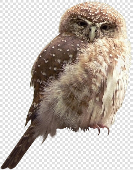 Совенок  Сова  Филин  Птица  Eule  Uhu  Vogel  Hibou    Hate Winter Funny  HD Png DownloadTransparent PNG