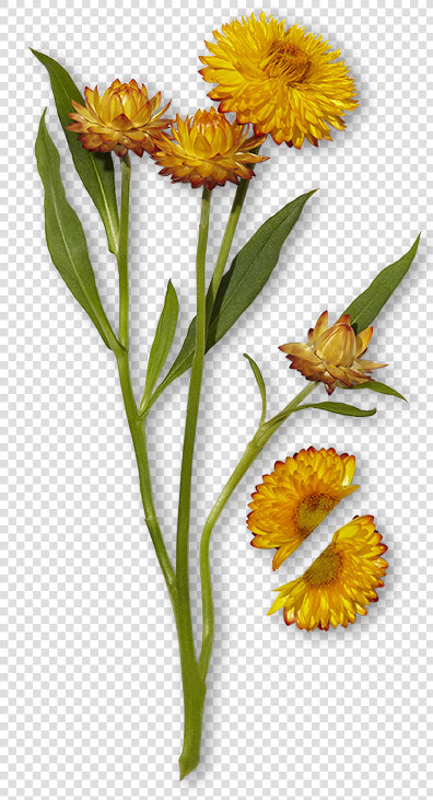 Tansy  HD Png DownloadTransparent PNG