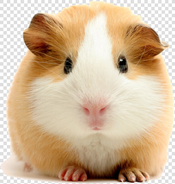 Experienced Pressure Washing   American Guinea Pig  HD Png DownloadTransparent PNG