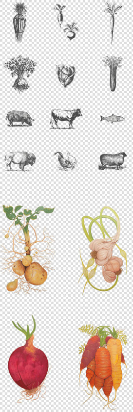 Wild Roots Illustrations  HD Png DownloadTransparent PNG