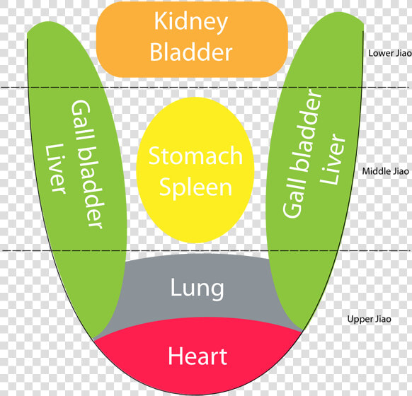 Tongue Related To Body  HD Png DownloadTransparent PNG