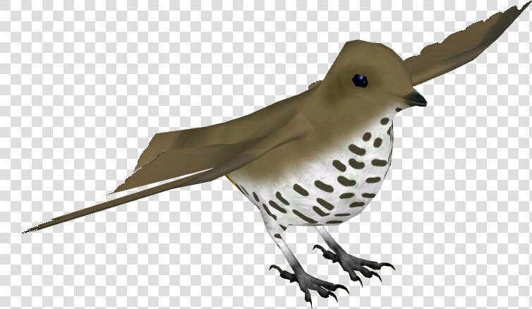 King Of Saxony Bird Of Paradise F   Northern Flicker  HD Png DownloadTransparent PNG