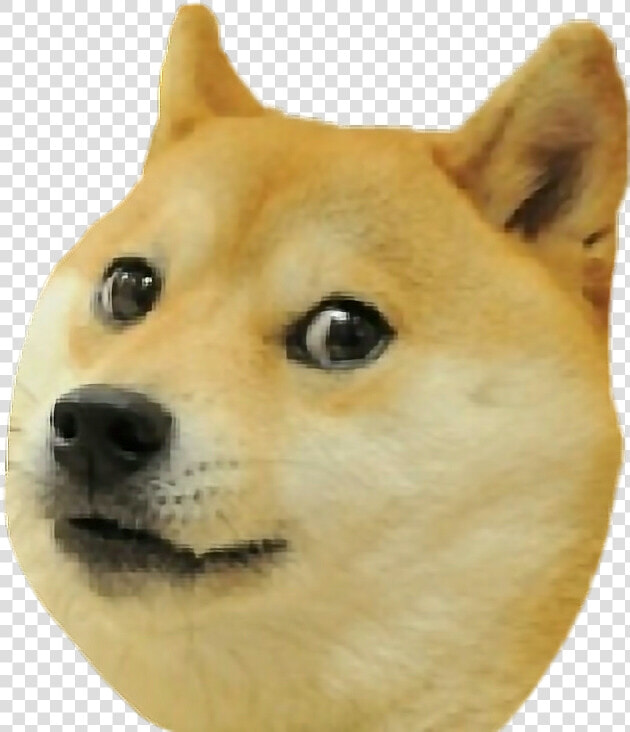  doge  pieseł  dogeł  dog  shiba Inu   Doge  png  Transparent PngTransparent PNG