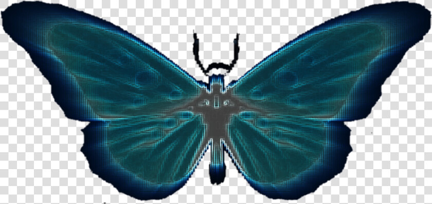  butterfly  neon   Swallowtail Butterfly  HD Png DownloadTransparent PNG