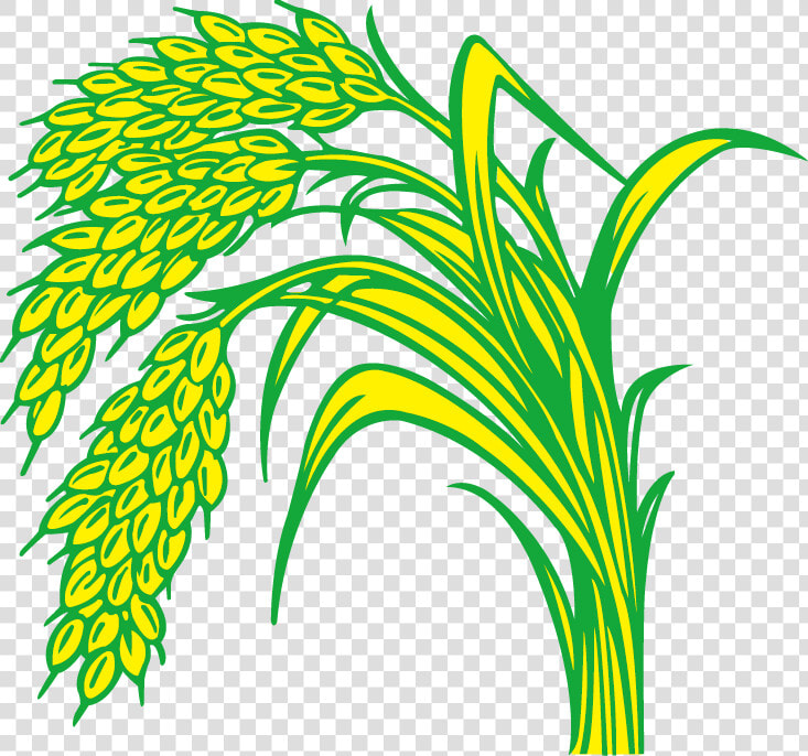 Rice Field Drawing   Rice Plant Clipart Png  Transparent PngTransparent PNG