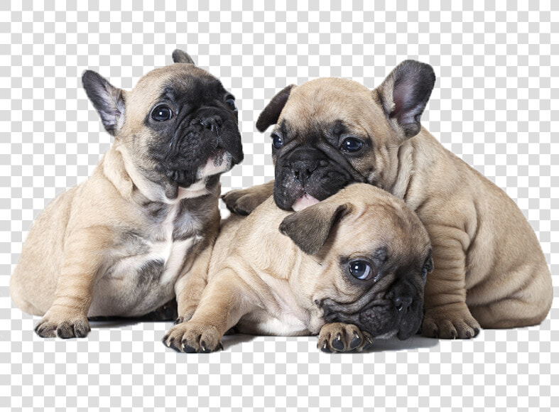Cachorros Bulldog Frances   French Bulldog One Month Puppy  HD Png DownloadTransparent PNG