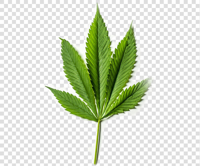Pure Cbd From Organic American Grown Hemp   Plantation  HD Png DownloadTransparent PNG