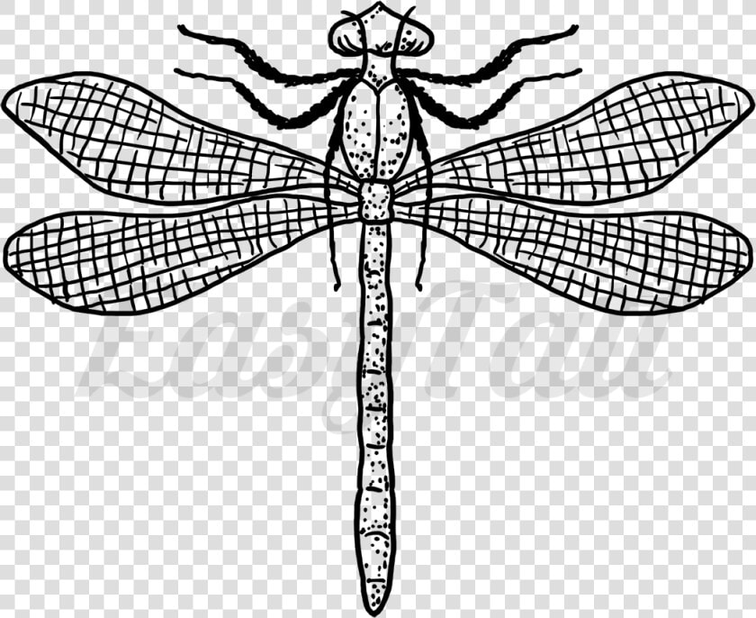 Transparent Dragonfly Silhouette Png   Dragonfly  Png DownloadTransparent PNG