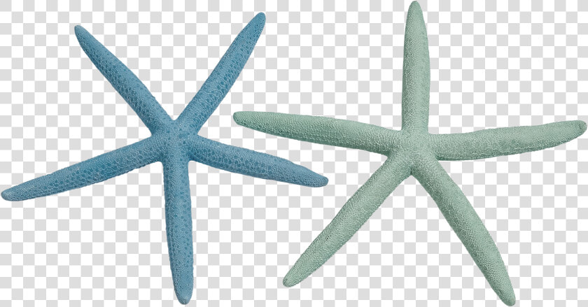 Finger Starfish 8 10 Dyed Pastel  HD Png DownloadTransparent PNG