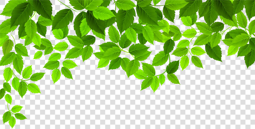 Spring Leaves Png   Png Download   Transparent Background Leaves Clipart  Png DownloadTransparent PNG