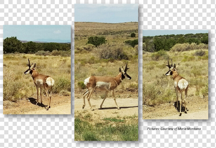 Pronghorn  Anetelope  Hualapai  Hunting   Gazelle  HD Png DownloadTransparent PNG