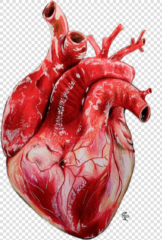 Drawing Realistic Heart   Png Download   Realistic Human Heart Art  Transparent PngTransparent PNG