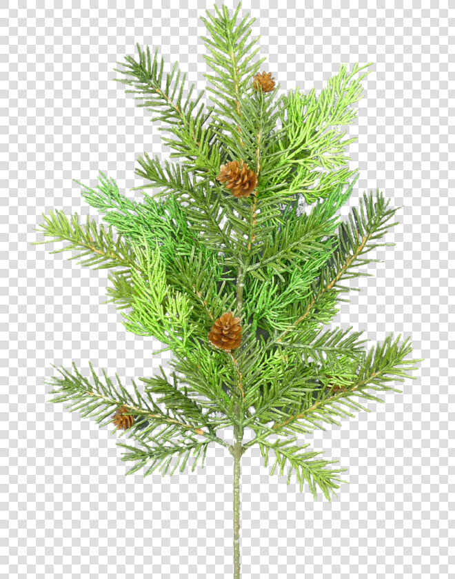 20   Mexican Pinyon  HD Png DownloadTransparent PNG