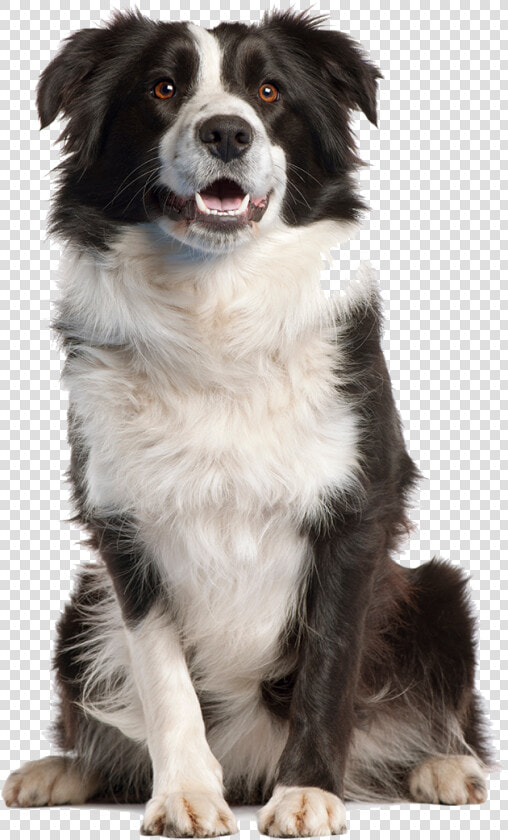  png  dog  aww  cute  yawn  aww  adorable  kawaii  f4f   Transparent Border Collie Png  Png DownloadTransparent PNG