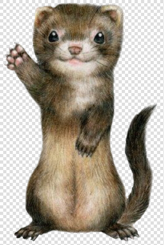  ferret  cute  freetoedit   Ferret Kawaii  HD Png DownloadTransparent PNG