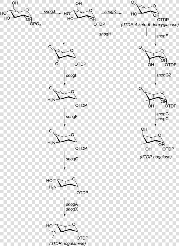 Nogalose And Nogalamine   Handwriting  HD Png DownloadTransparent PNG